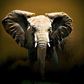 WILDLIFE ART